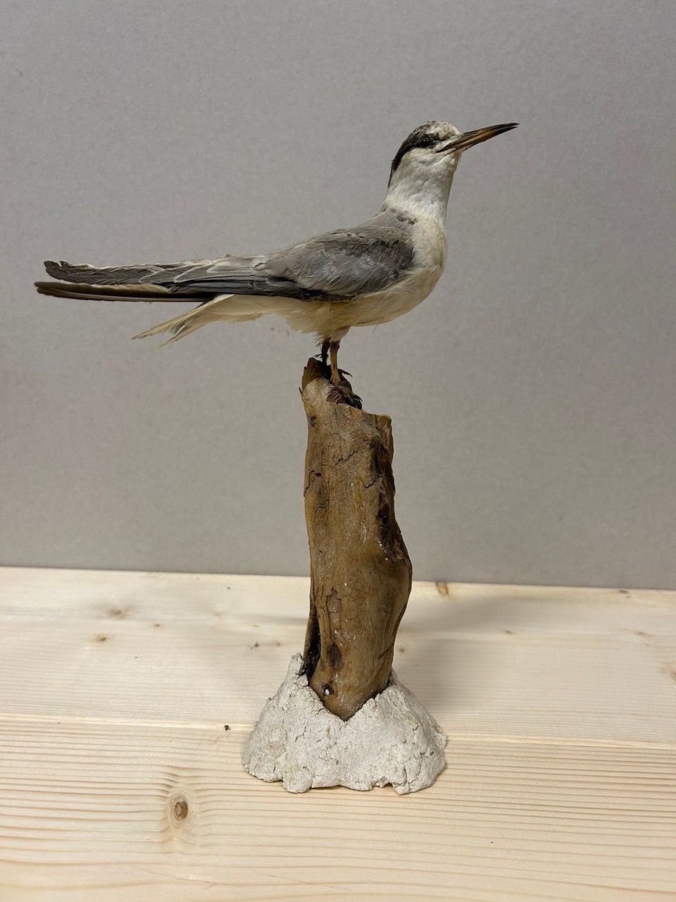 Image 12