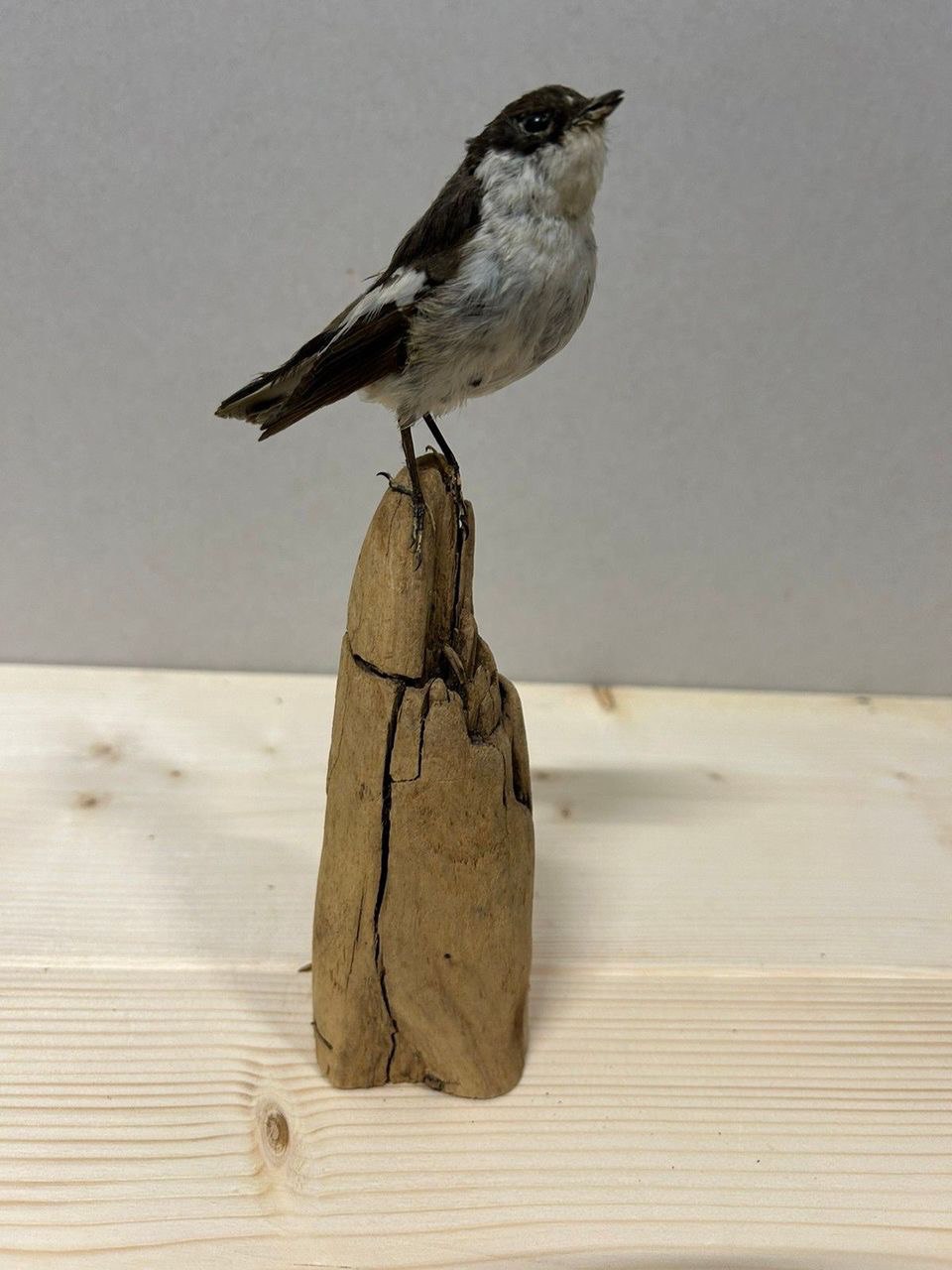 Image 17